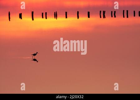 Silhouette of Black-winged stilt (Himantopus himanthopus) walking in the marshes at dawn with pickets in the background, Presqu île de Giens, Var, Fra Stock Photo