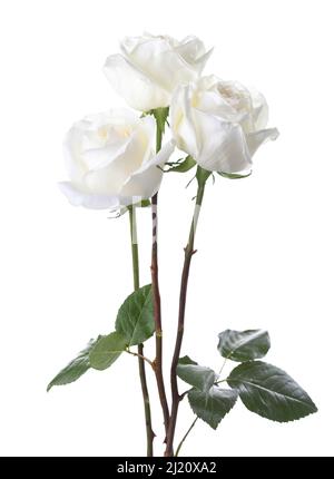 Three  white  Roses isolated on white background. Stock Photo