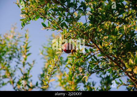 Ripe pomegranate fruits hanging on a tree branch in the garden. Sunset light. soft selective focus. Evening sun hitting the pomegranate tree Stock Photo