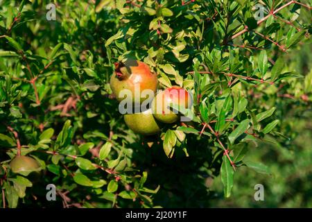 Ripe pomegranate fruits hanging on a tree branch in the garden. Sunset light. soft selective focus. Evening sun hitting the pomegranate tree Stock Photo