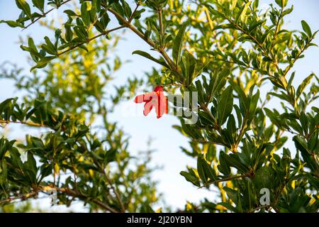 Blooming pomegranate tree, selective focus pomegranate flower. Stock Photo