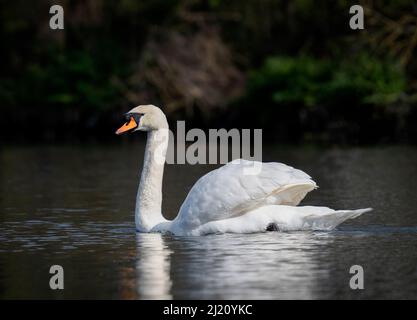 A solitary Mute Swan (Cygnus olor) gracefully paddling on a lake in Stanley Park, Blackpool, Lancashire, UK Stock Photo