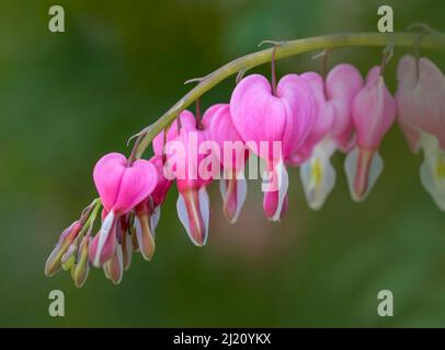 Beautiful Bleeding Heart flower, (Lamprocapnos spectabilis formerly Dicentra spectabilis), photographed against an out of focus foliage background Stock Photo