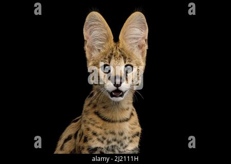 Funny Portrait of Serval cat Gazing isolated on Black Background in studio