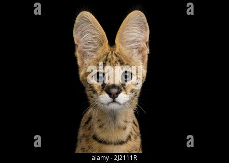 Closeup Portrait of Serval cat Gazing isolated on Black Background in studio