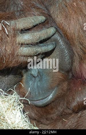 An orangutan male, portrait of the head Stock Photo