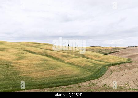 Two lonely cypress trees on a hilltop in the middle of the endless expanses of Tuscan meadows Stock Photo