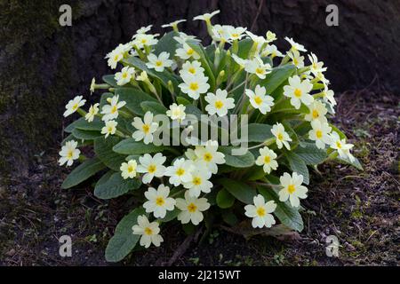 Primula vulgaris, common primrose blooming outdoors in the garden in springtime Stock Photo