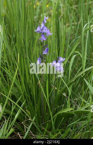 Atlantic bluebell (Hyacinthoides non-scripta) in Bad Schönborn, Baden-Württemberg, Germany Stock Photo