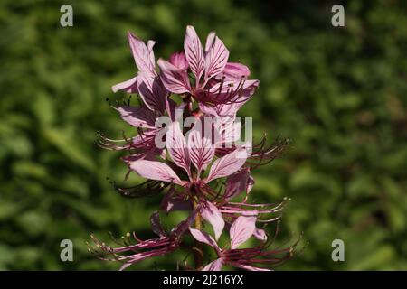 Diptam (Dictamnus albus) in Kaiserstuhl, Baden-Württemberg, Germany Stock Photo