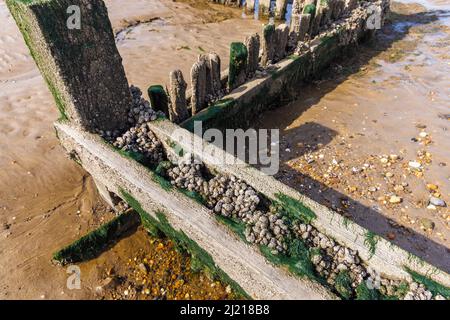 Barnacle and mussel encrusted and weathered old wooden groyne on the beach at low tide on the foreshore at Heacham, west Norfolk, England Stock Photo