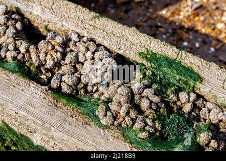 Barnacle and mussel encrusted and weathered old wooden groyne on the beach at low tide on the foreshore at Heacham, west Norfolk, England Stock Photo