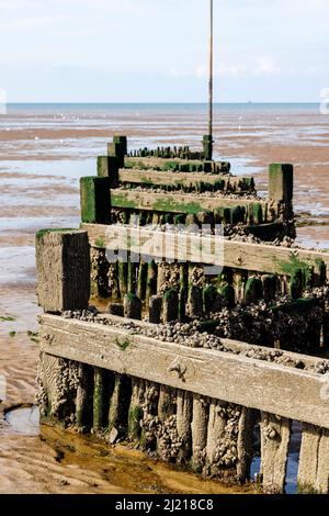 Encrusted and weathered old wooden groyne on the beach at low tide on the foreshore at Heacham, west Norfolk, England Stock Photo