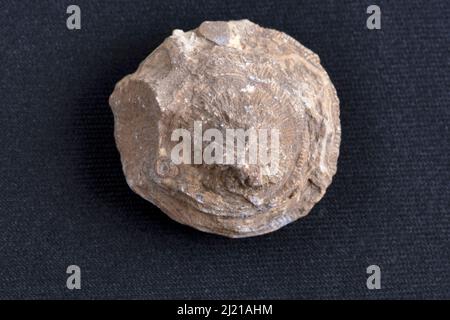 Brachiopod dorsal, Kolhapur, Maharashtra, India Stock Photo