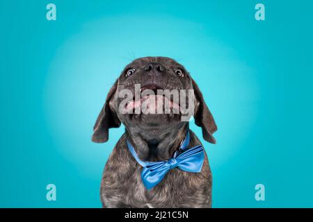Crazy portrait of brindle Cane Corso dog puppy, siting up facing front wearing a blue satin bow tie around neck. Mouth  open and floppy ears. Isolated Stock Photo
