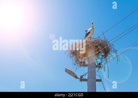 Stork in the nest. In the background is blue sky Stock Photo