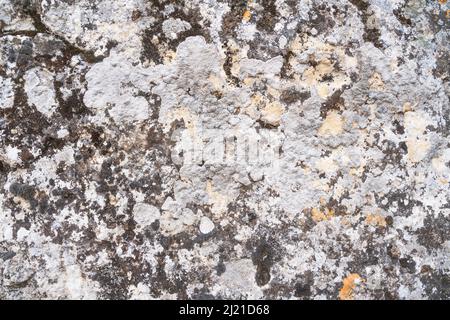 old antique wall with mold Stock Photo