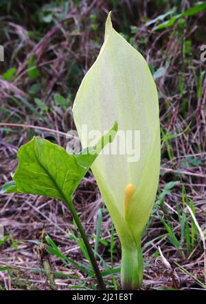 Arum italicum flowering. Perennial plant in the family Araceae, also known as Italian arum and Italian lords and ladies. Springtime. Oeiras, Portugal Stock Photo