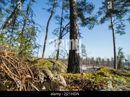 Droppings of the red fox (Vulpes vulpes), territory marking, wild Finland. Stock Photo