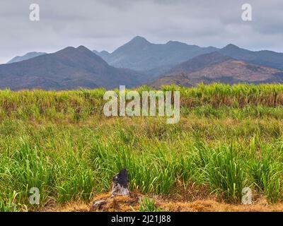 Sugar cane cultivation at the Valle de los Ingenios, in the background deforested slopes, Cuba, Sancti Spiritus Stock Photo