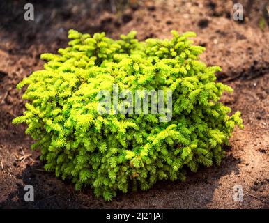 Young plant Picea abies Nidiformis, dwarf ornamental spruce Stock Photo