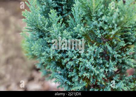 Chamaecyparis with beautiful blue needles. Branches close-up. Ornamental dwarf plant for landscaping Stock Photo