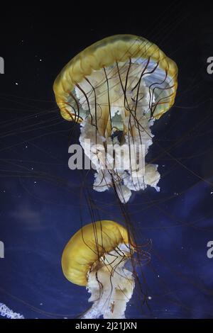 Pacific sea nettle, West Coast sea nettle (Chrysaora fuscescens), two swimming sea nettles, side view Stock Photo
