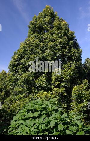 Cloves, Clove tree (Syzygium aromaticum), at wayside, Indonesia, Bali Stock Photo