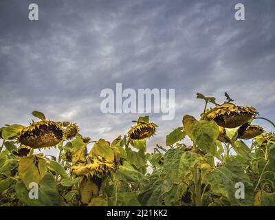 common sunflower (Helianthus annuus), Withered sunflowers indicate the beginning autumn, Austria Stock Photo