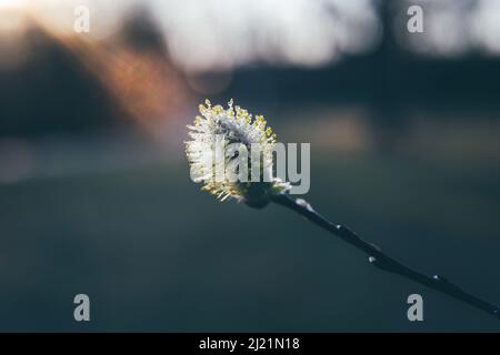 Cinematic view of macro willow flower bud with drops of water against sunset sky. Spring symbol. Nature floral background Stock Photo