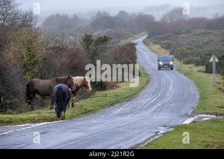 Bodmin Ponies grazing on the side of a road in miserable misty weather on the wild Goonzion Downs on Bodmin Moor; in Cornwall. Stock Photo