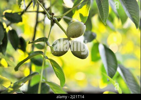 Three Ripening nuts of a Walnut tree in a hot summer sunny day Stock Photo