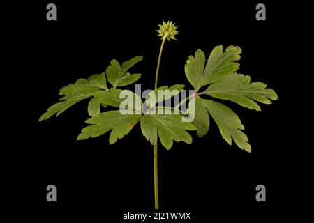 Wood Anemone (Anemonoides nemorosa). Fruiting Plant Closeup Stock Photo