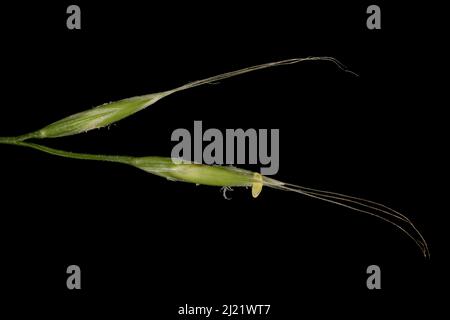 Giant Fescue (Lolium giganteum). Inflorescence Detail Closeup Stock Photo