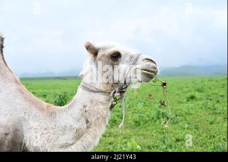 A white Bactrian camel (Camelus bactrianus) eating grass in a field Stock Photo