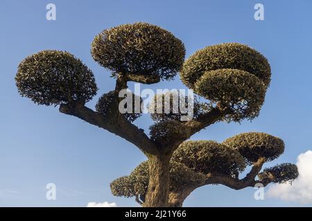 isolated ornamental olive tree pruned in the shape of a ball with cloudy sky background Stock Photo