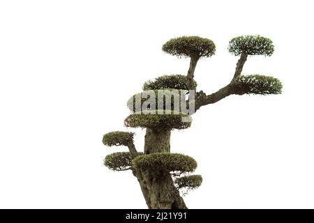 close-up of isolated ornamental olive tree pruned in the shape of a ball with white background with copy space Stock Photo