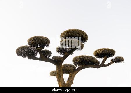 close-up of isolated ornamental olive tree pruned in the shape of a ball with white background with copy space Stock Photo