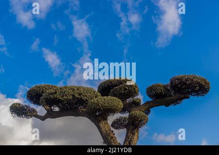 isolated ornamental olive tree pruned in the shape of a ball with cloudy sky background Stock Photo