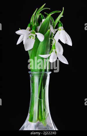 Galanthus nivalis, spring flowers snowdrop isolated on black background. Stock Photo