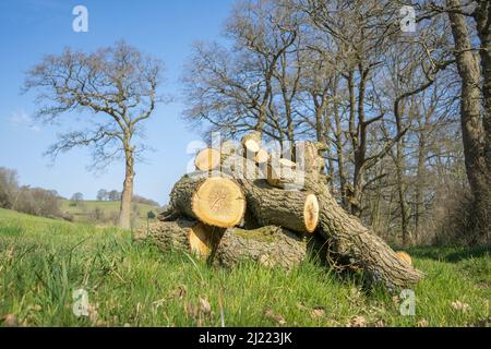 Close pile of cut logs stacked in UK countryside after the felling of a tree. Stock Photo