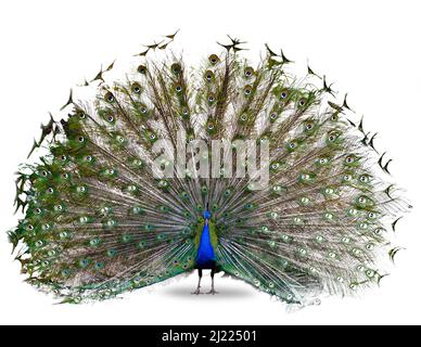 The Indian peafowl or blue peafowl dance display isolated on white background Stock Photo