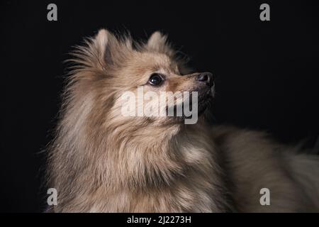 Beautiful Pomeranian dog Stock Photo