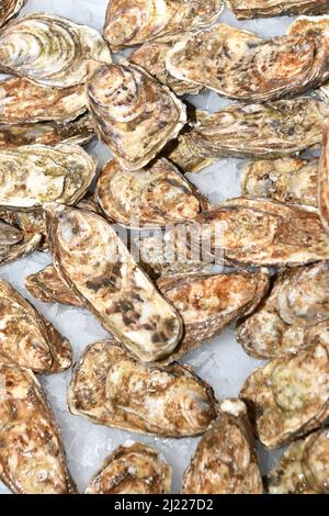 Unshelled fresh Oysters on a bed of ice Stock Photo