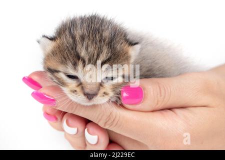 Hands holding a kitten on white background. Stock Photo