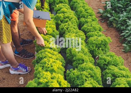 Hand of female gardener research and checking quality fresh lettuce with digital tablet in organic farm. Asian farmer control on lettuce field. Agricu Stock Photo