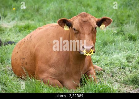 Cattle with a nose ring, Germany; Europe Stock Photo - Alamy