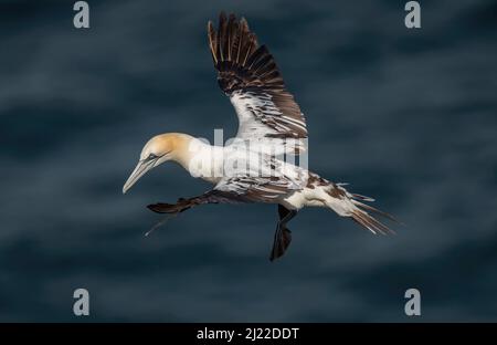 Gannet juvenile flying, close up, over the sea in Scotland in the summer time Stock Photo