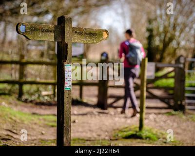 Walking from West to East a young woman walker at Beacon Hill on the South Downs Way near the village of Exton, Hampshire, UK Stock Photo