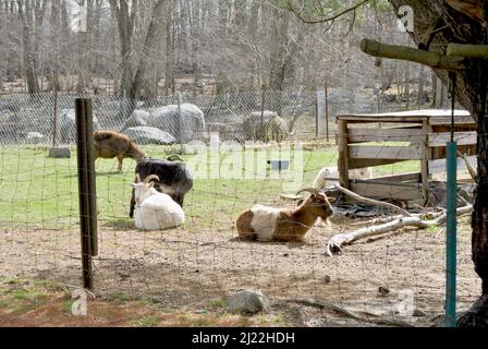 Multiple Goats on an Old Farm Stock Photo
